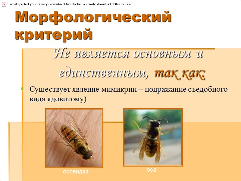 Морфологический критерий Не является основным и единственным, так как: Существует явление мимикрии – подражание